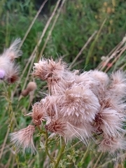 Cirsium arvense