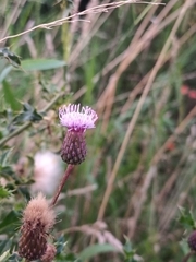 Cirsium arvense
