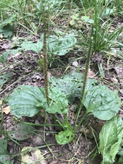 Plantago major