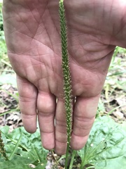 Plantago major