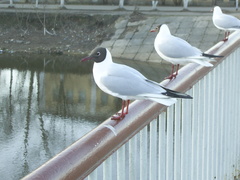 Chroicocephalus ridibundus