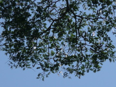 Piptadeniastrum africanum
