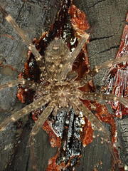 Heteropoda renibulbis
