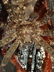 Heteropoda renibulbis