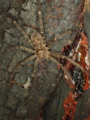 Heteropoda renibulbis