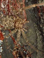 Heteropoda renibulbis