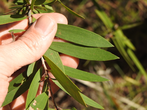 Melaleuca quinquenervia