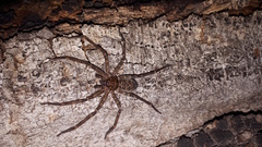 Heteropoda renibulbis