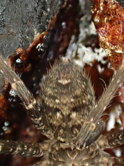 Heteropoda renibulbis