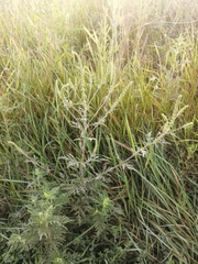 Ambrosia artemisiifolia