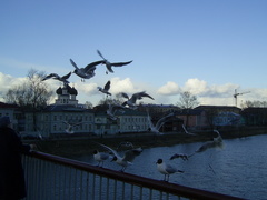 Chroicocephalus ridibundus