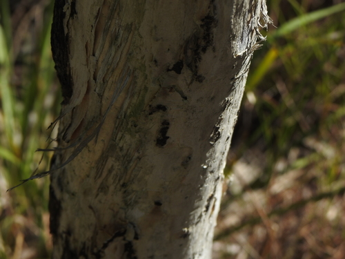 Melaleuca quinquenervia