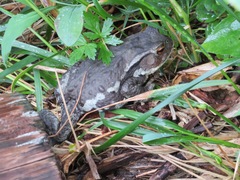 Bufo formosus