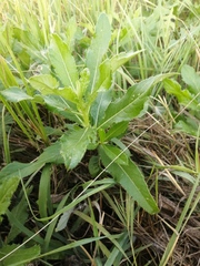 Cirsium arvense