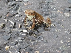 Bufo formosus