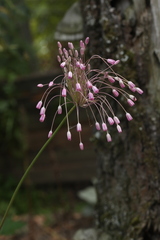 Allium praescissum