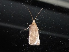 Phaeosaces apocrypta