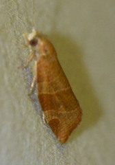 Pandemis cinnamomeana