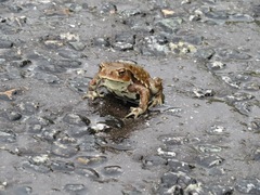 Bufo formosus