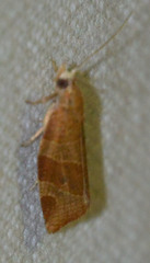 Pandemis cinnamomeana