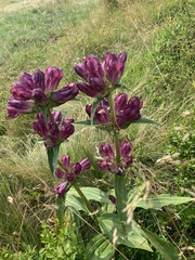 Gentiana pannonica