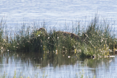 Antigone canadensis tabida