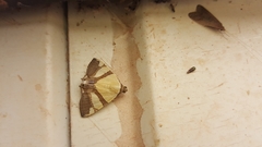 Eulepidotis julianata