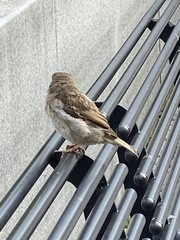 Passer domesticus