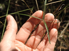 Vigna vexillata angustifolia