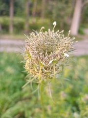 Daucus carota
