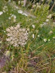 Daucus carota