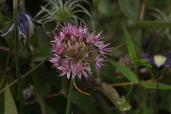 Allium psebaicum
