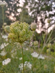 Daucus carota