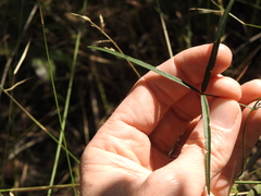 Vigna vexillata angustifolia