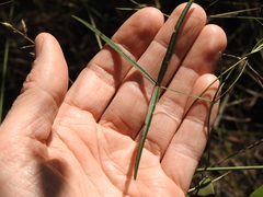 Vigna vexillata angustifolia