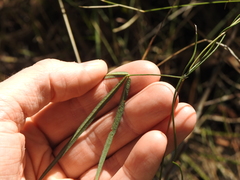 Vigna vexillata angustifolia