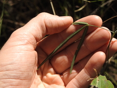 Vigna vexillata angustifolia