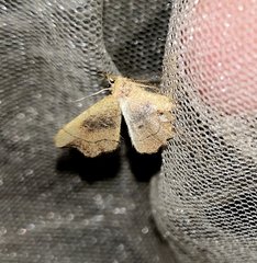 Idaea emarginata