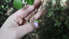 Coprosma rubra