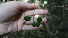 Coprosma rubra