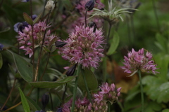 Allium psebaicum