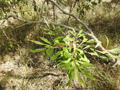 Banksia integrifolia compar