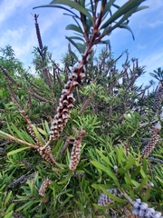 Melaleuca linearis linearis