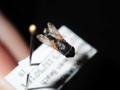 Stomorhina discolor