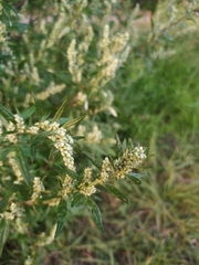 Artemisia vulgaris