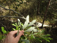 Banksia integrifolia compar
