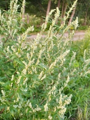 Artemisia vulgaris