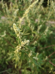 Artemisia vulgaris