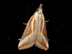 Arotrophora arcuatalis