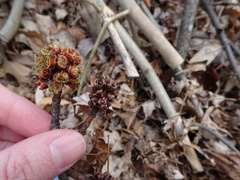Acer